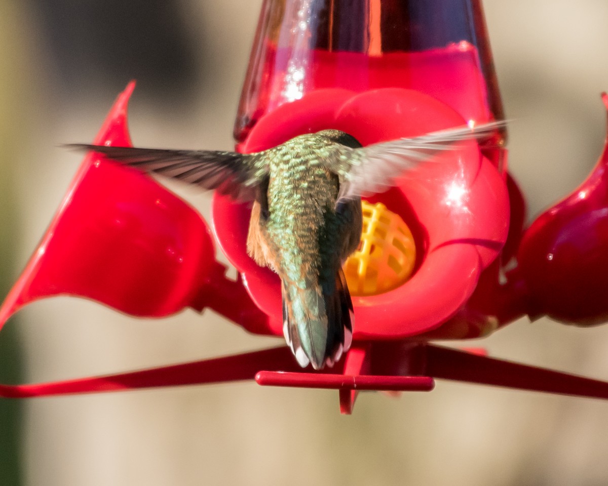 Rufous Hummingbird - ML39891431