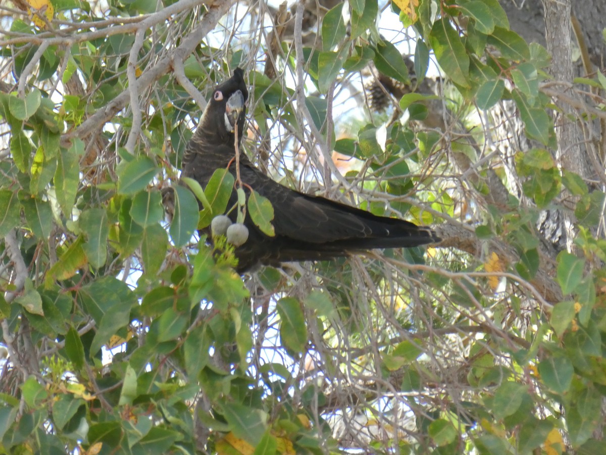 Cacatúa Fúnebre Piquilarga - ML398916021