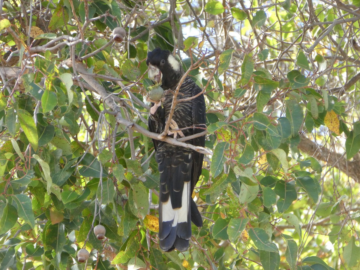 Baudin's Black-Cockatoo - ML398916031