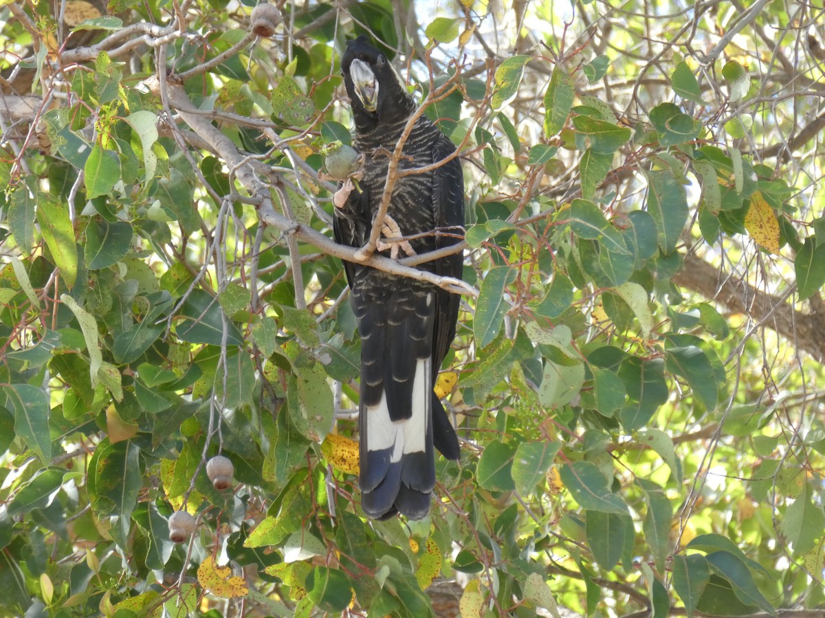 Cacatúa Fúnebre Piquilarga - ML398916051