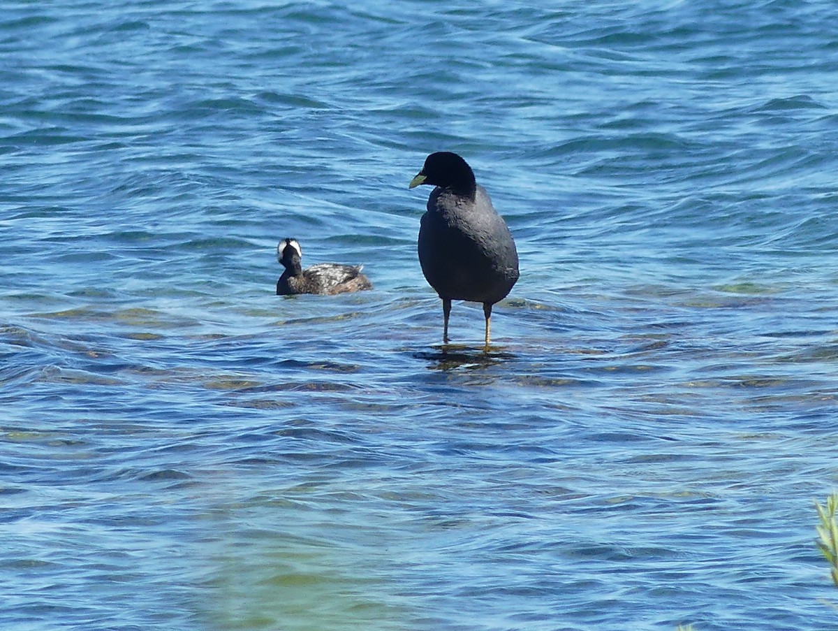 White-tufted Grebe - ML398916291