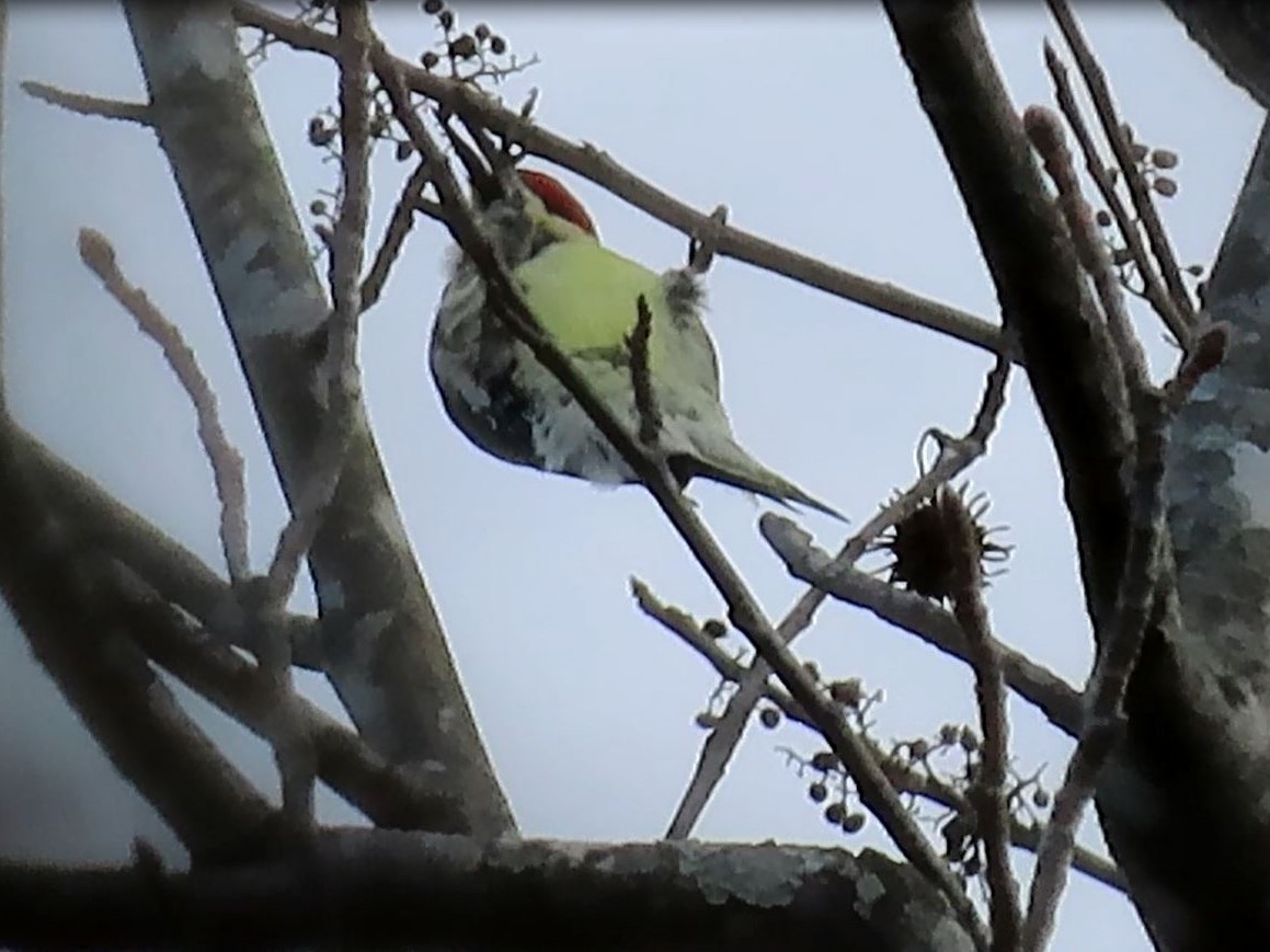 Yellow-bellied Sapsucker - ML398916411