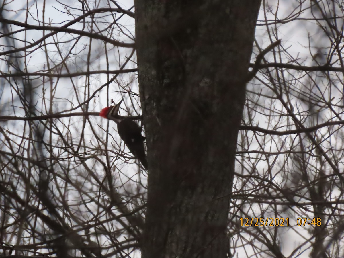 Pileated Woodpecker - ML398916461