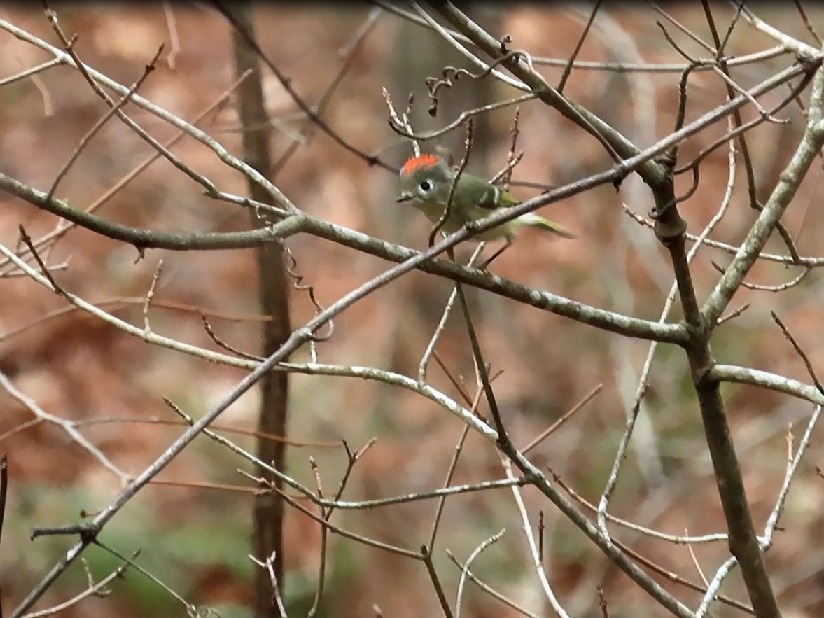 Ruby-crowned Kinglet - ML398916541