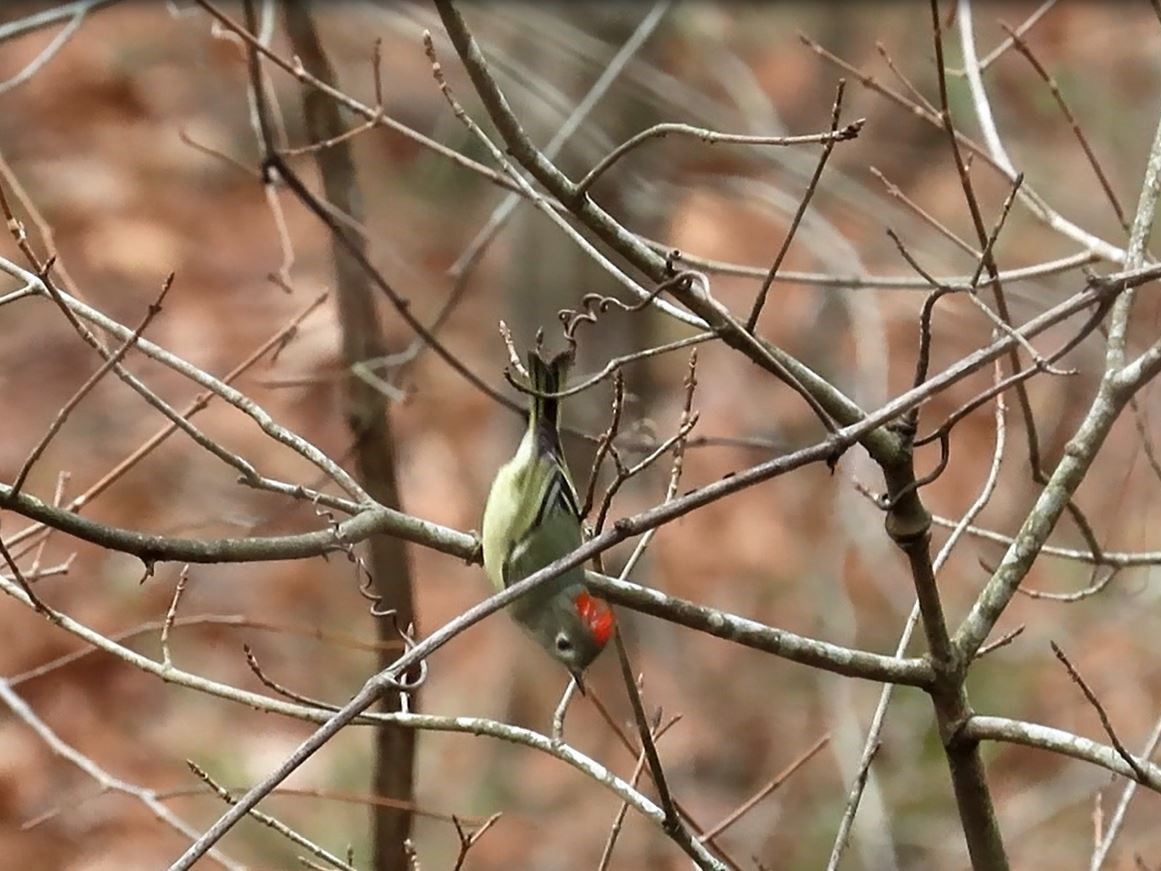 Ruby-crowned Kinglet - ML398916551