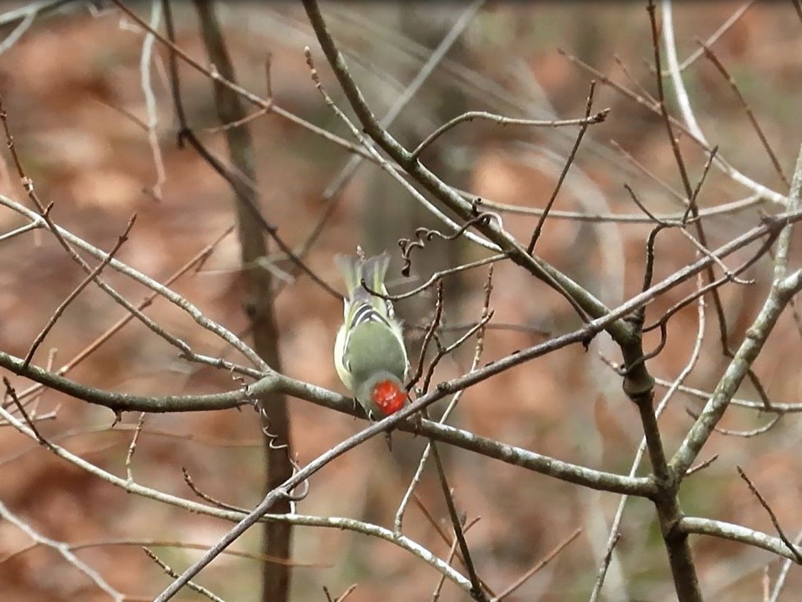 Ruby-crowned Kinglet - ML398916561