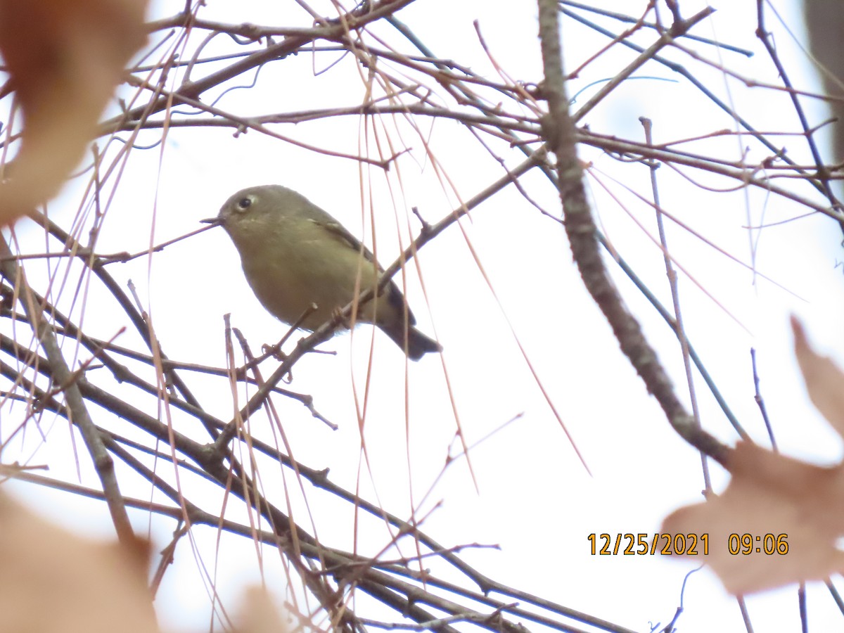 Ruby-crowned Kinglet - ML398916581