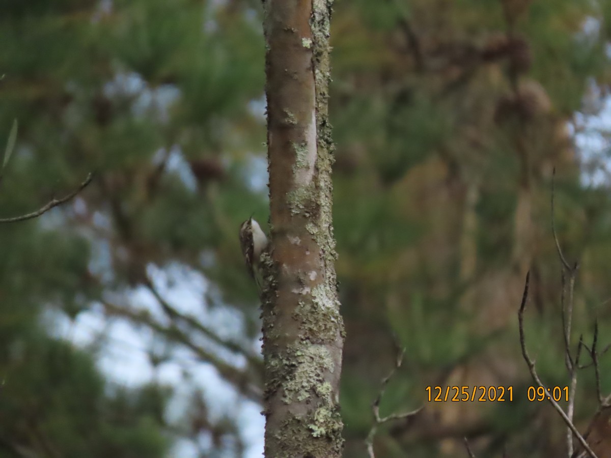 Brown Creeper - ML398916641