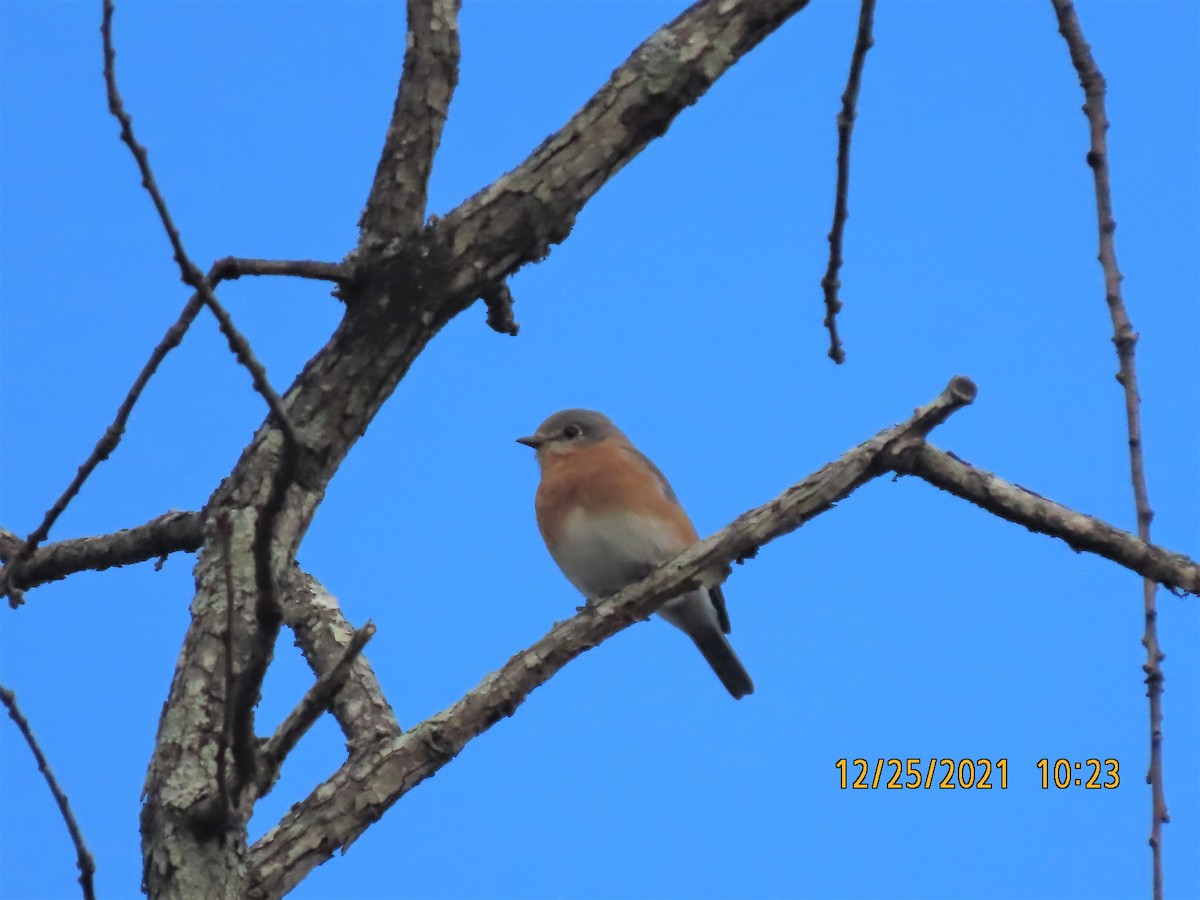 Eastern Bluebird - ML398916651