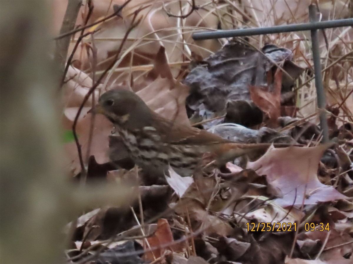 Fox Sparrow - ML398916731