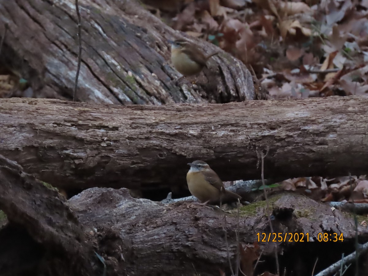 Carolina Wren - ML398916811