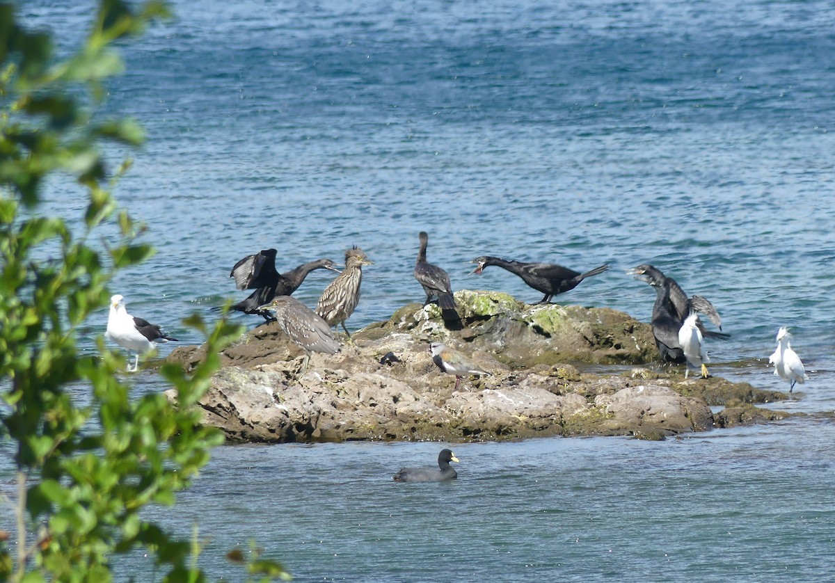 Neotropic Cormorant - ML398917111