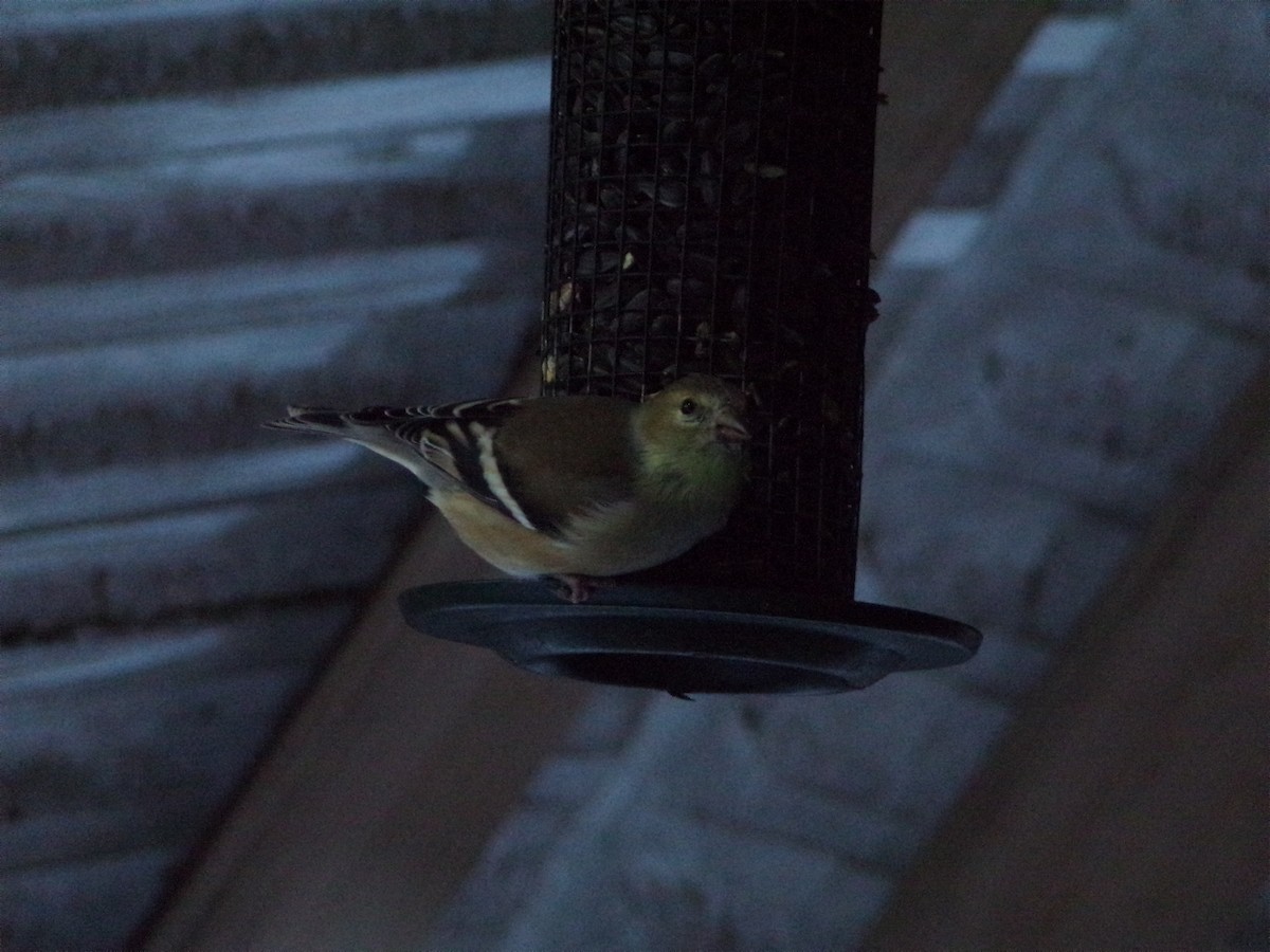 American Goldfinch - Andrew Piston