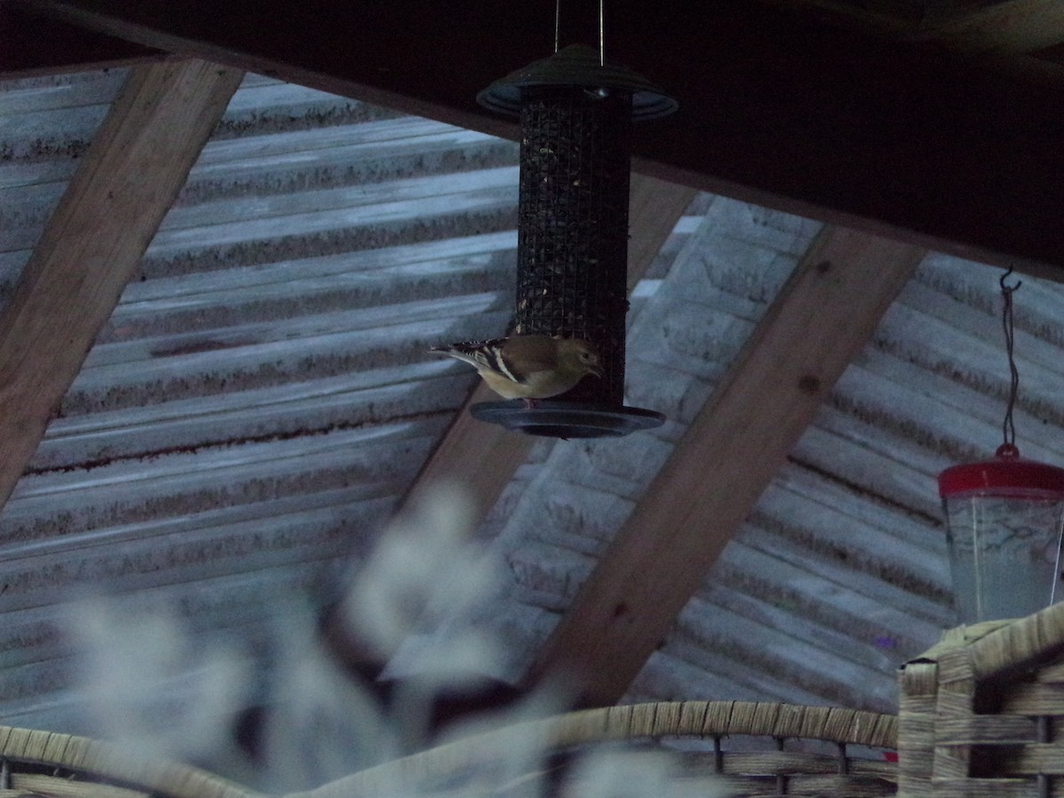 American Goldfinch - ML398917711