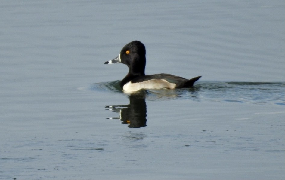 Ring-necked Duck - ML398917801