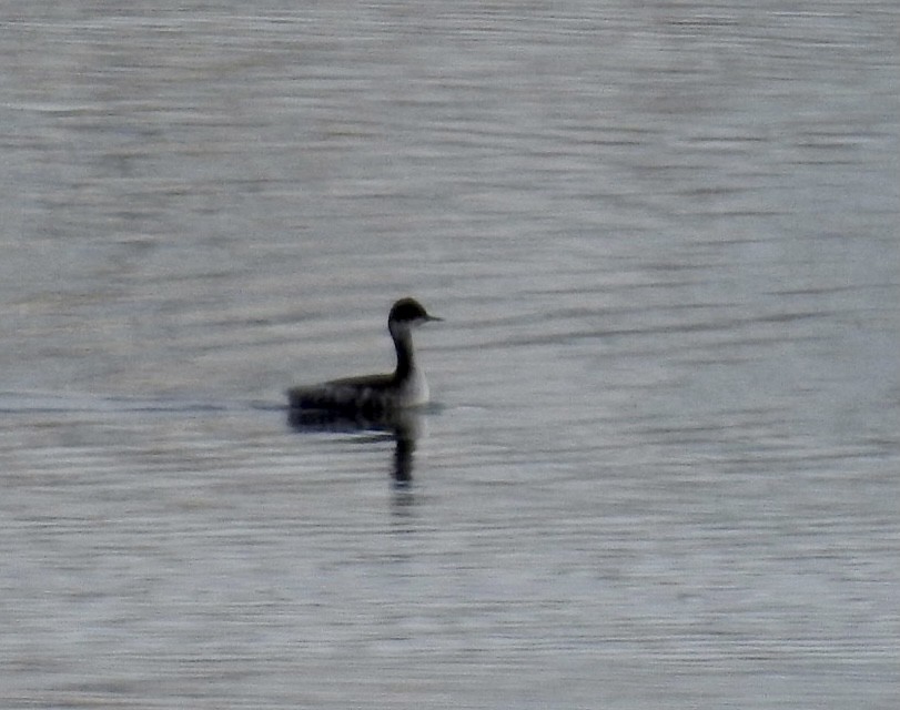 Eared Grebe - ML398917881