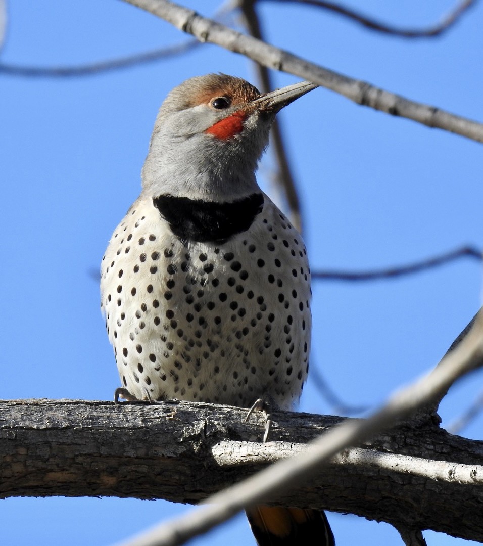 Northern Flicker - ML398918001