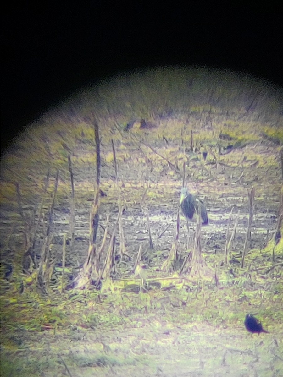 Tricolored Heron - ML398918891