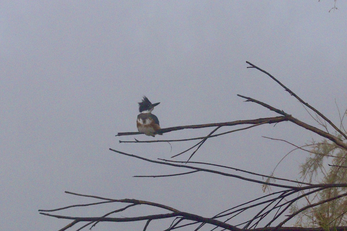 Belted Kingfisher - ML398919501