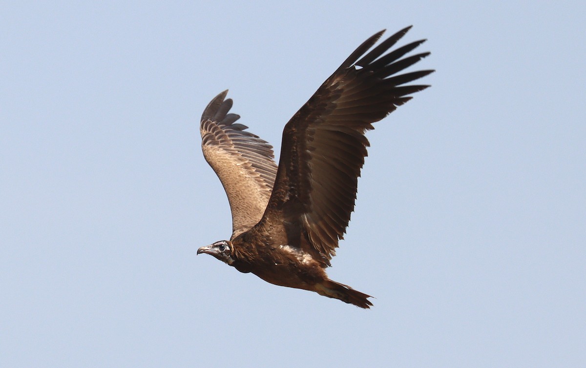 Hooded Vulture - ML398920331