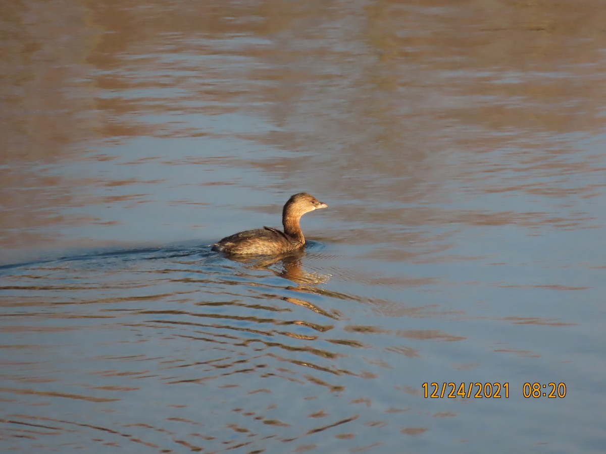 Pied-billed Grebe - ML398920471