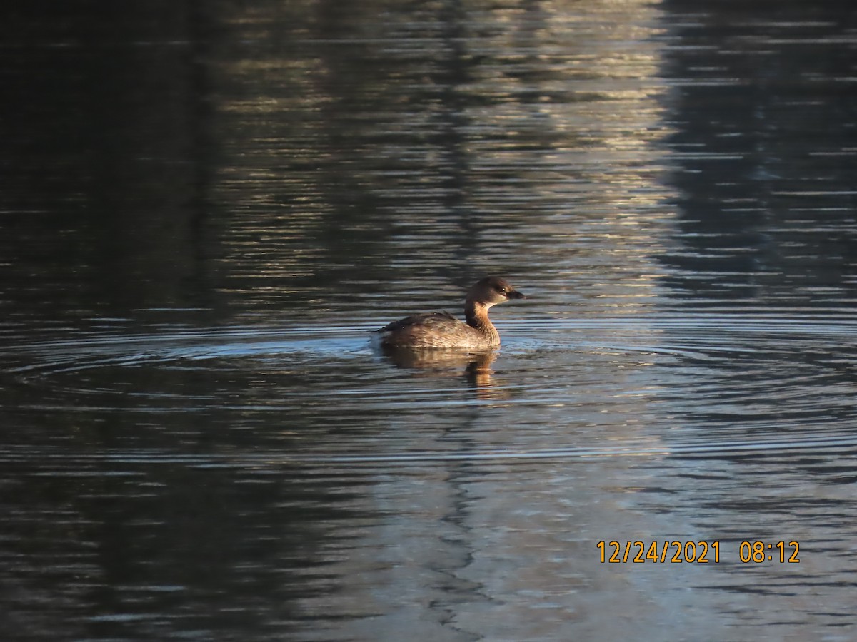 Pied-billed Grebe - ML398920481
