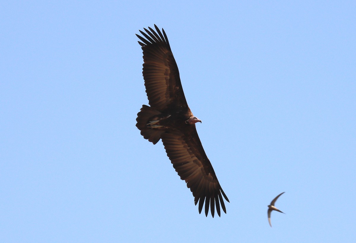 Hooded Vulture - Wayne Paes