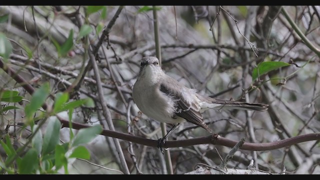 Northern Mockingbird - ML398920991