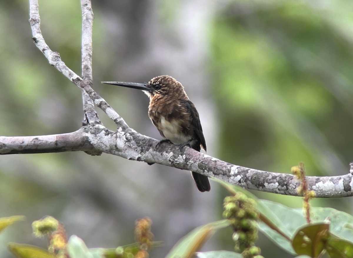 Brown Jacamar - Deidre Asbjorn