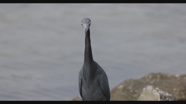 Little Blue Heron - ML398922041