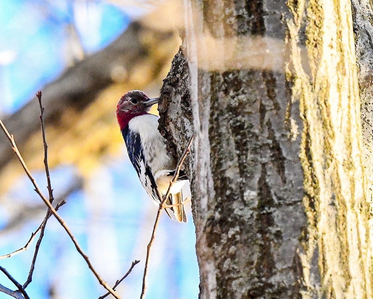 Red-headed Woodpecker - ML398923991