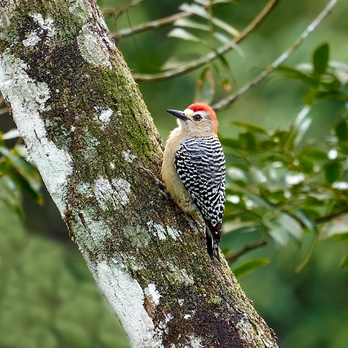 Red-crowned Woodpecker - ML398924611