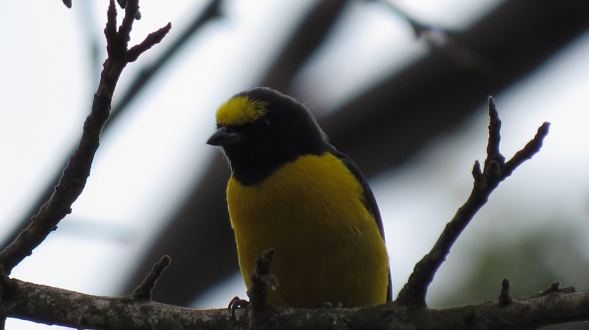 Purple-throated Euphonia - Vinícius Carvalho