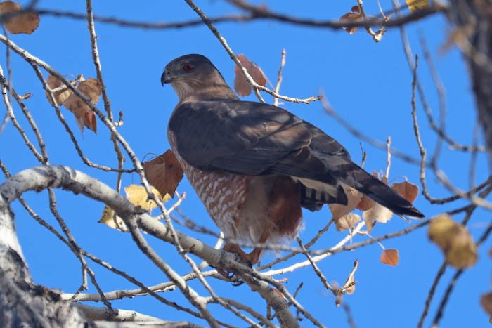 Cooper's Hawk - Tony Godfrey