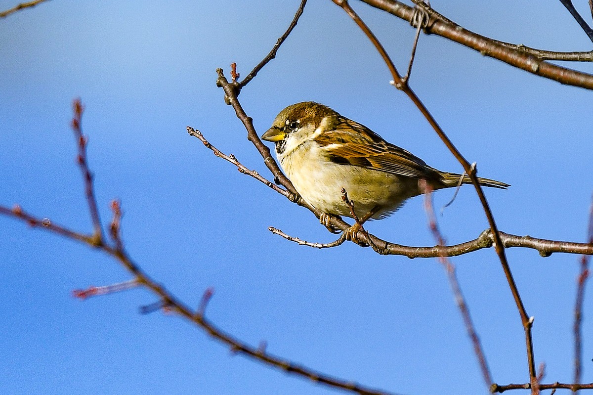 Moineau domestique - ML398927431