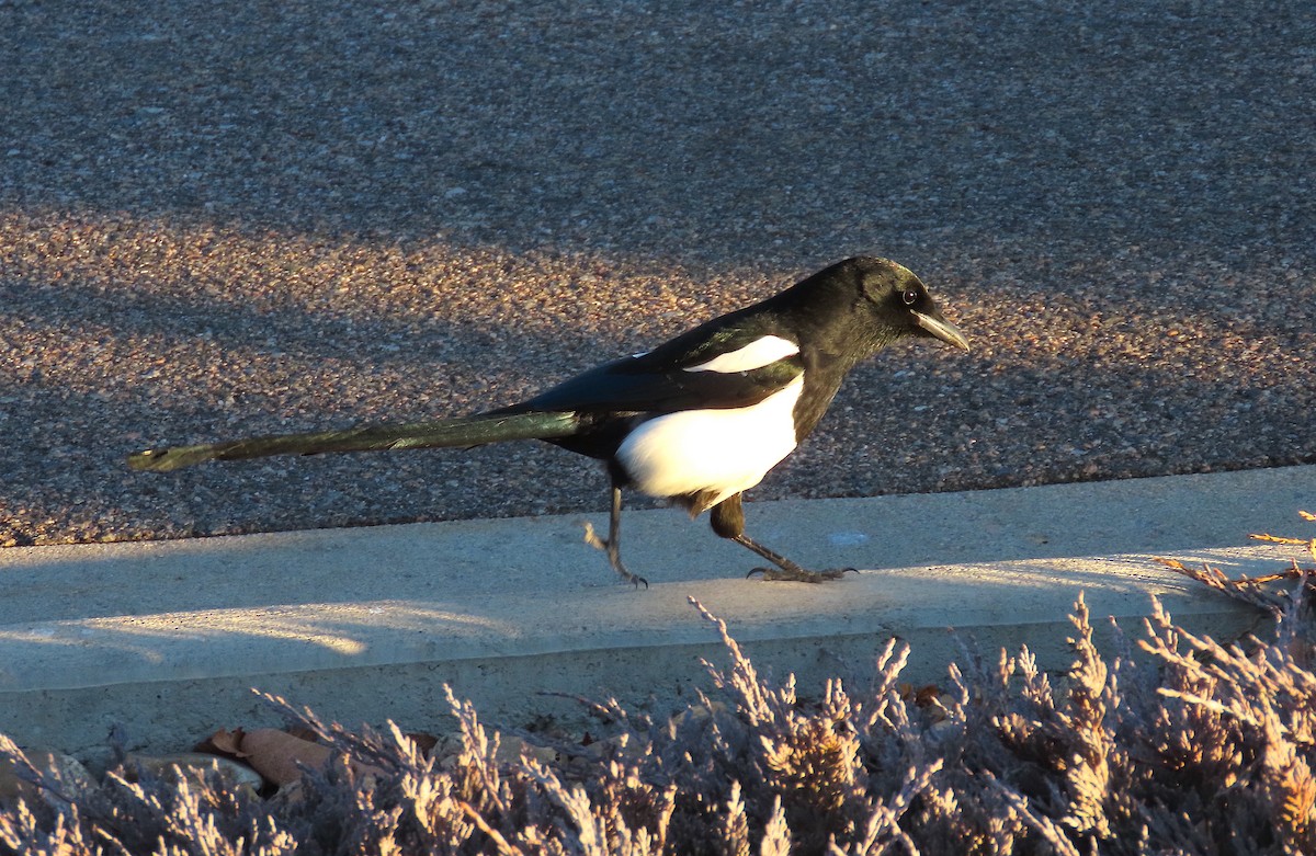 Black-billed Magpie - ML398927641