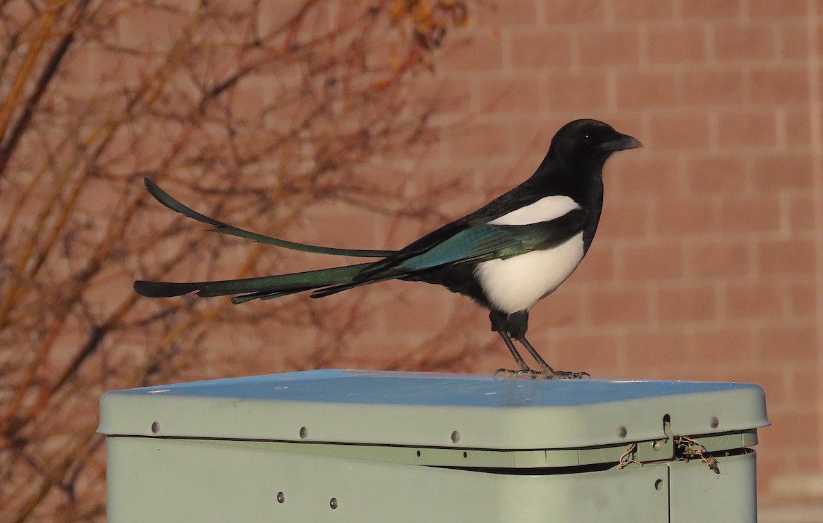 Black-billed Magpie - ML398927651