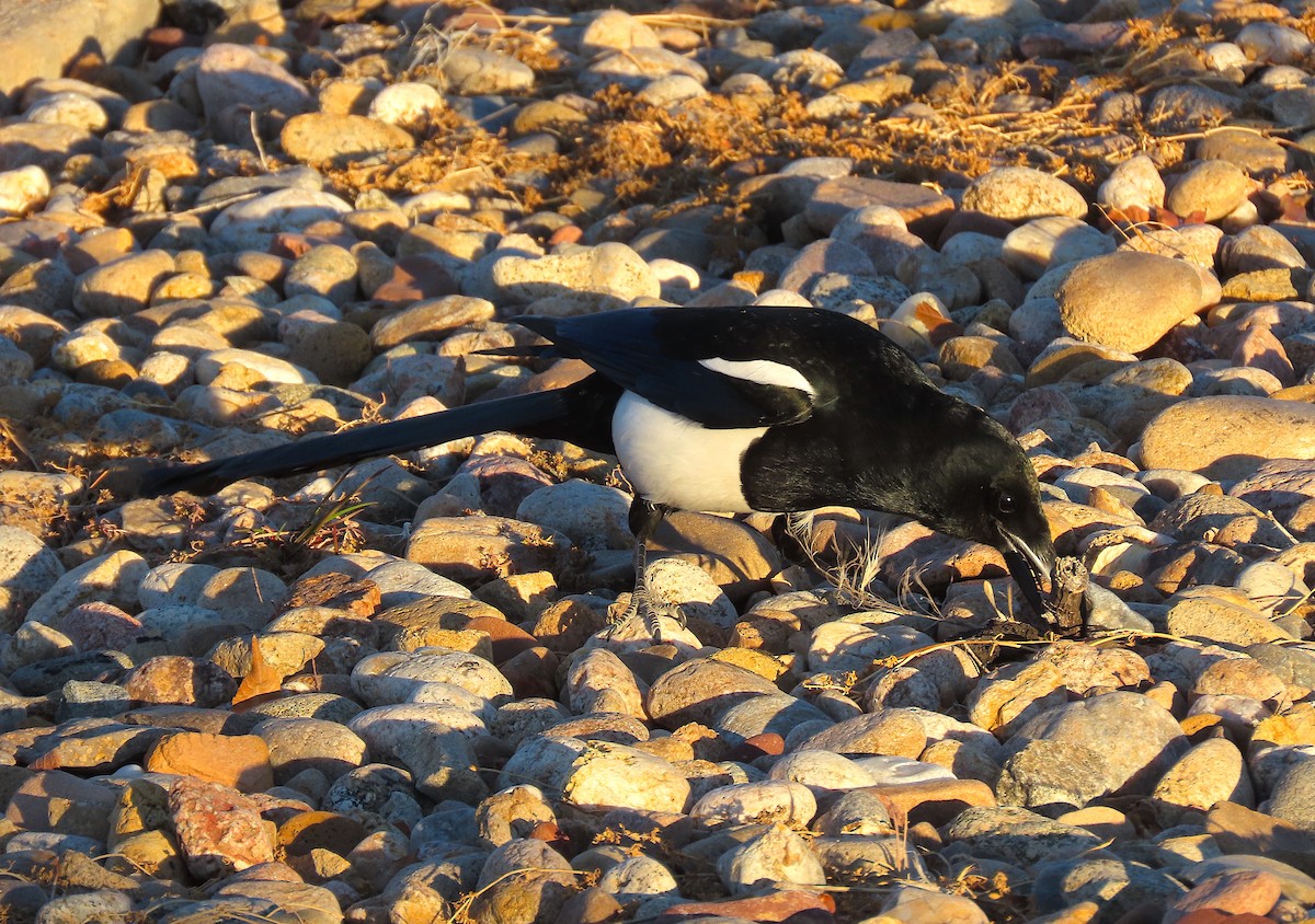 Black-billed Magpie - ML398927661