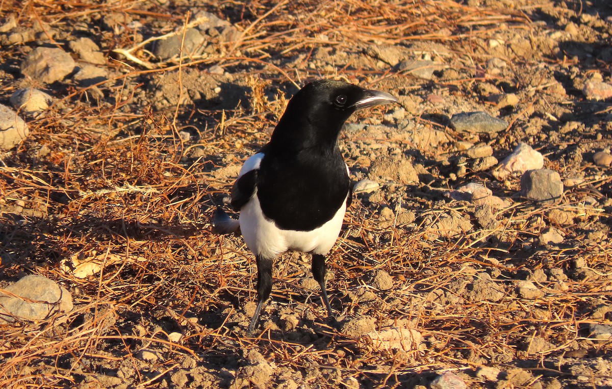 Black-billed Magpie - ML398927671