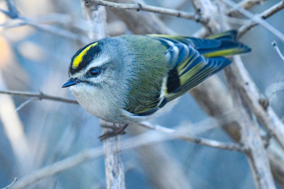 Golden-crowned Kinglet - ML398928011