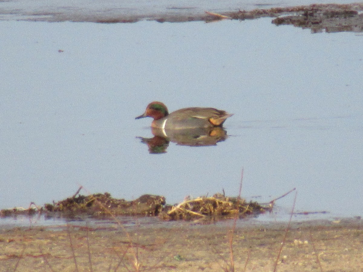 Green-winged Teal - ML398928031