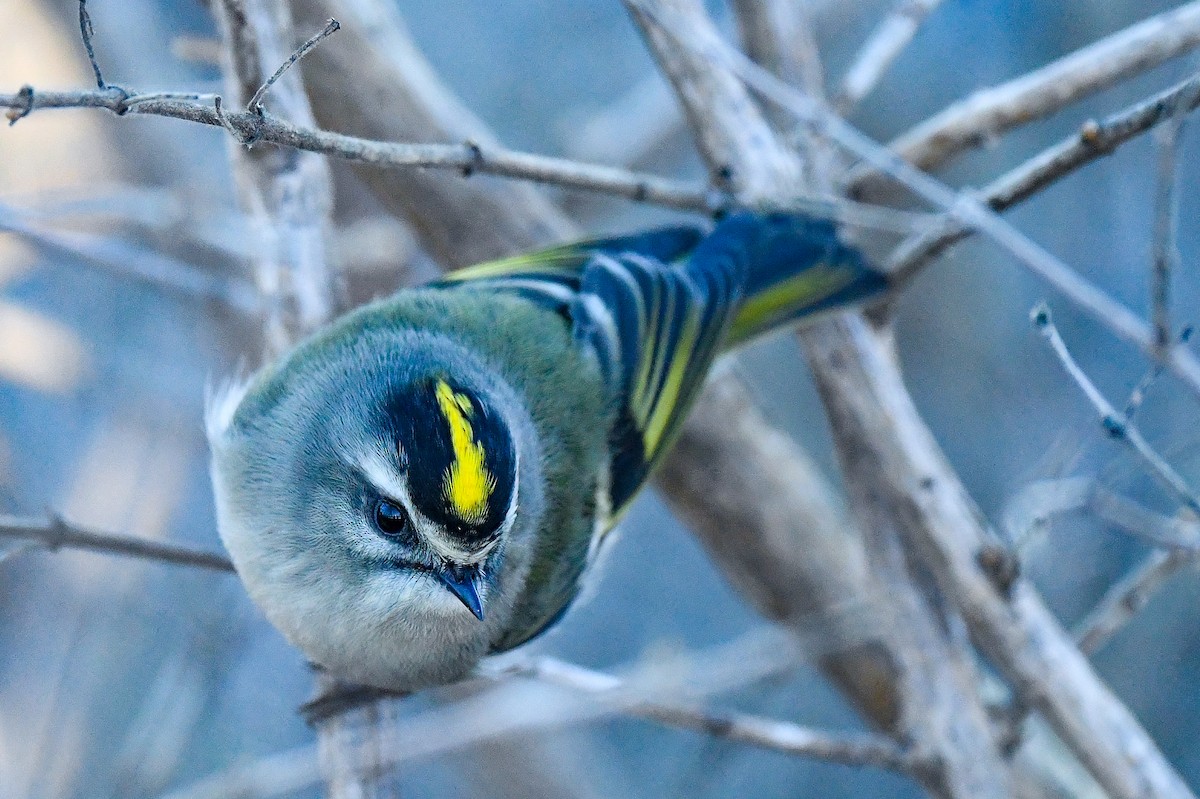 Golden-crowned Kinglet - ML398928041