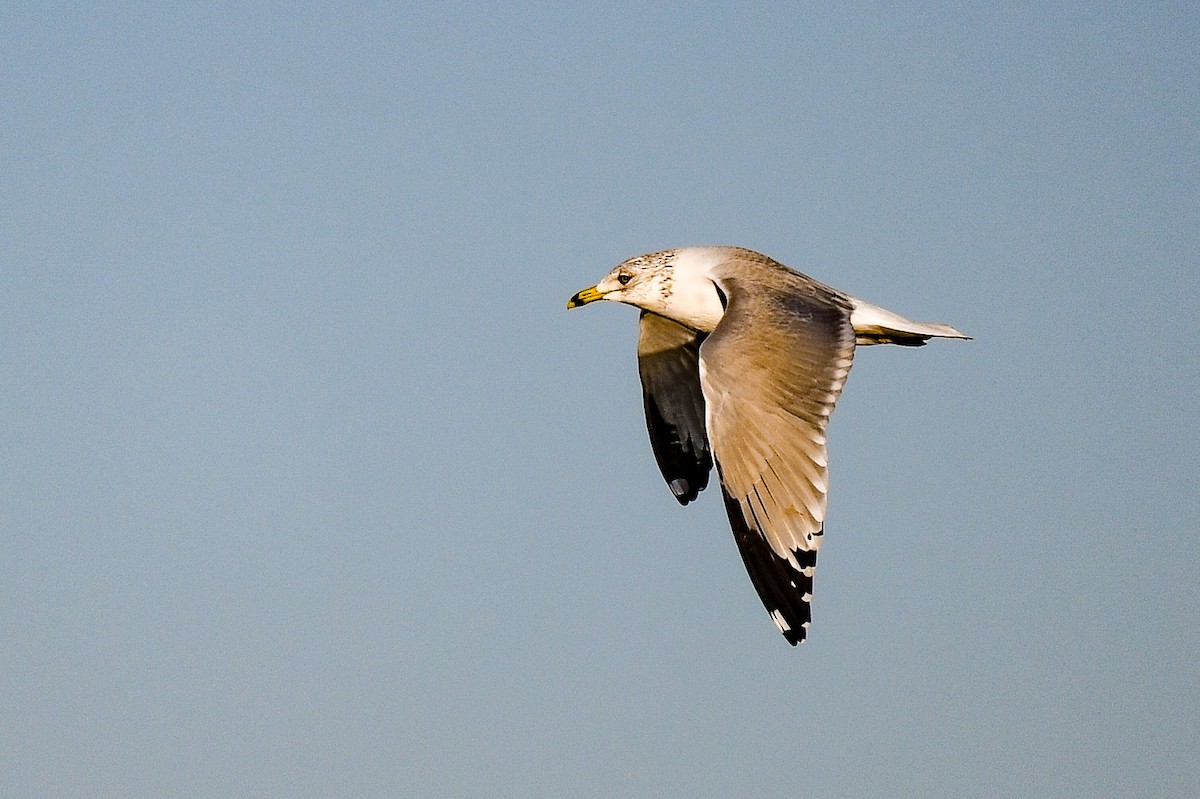 Ring-billed Gull - ML398928091