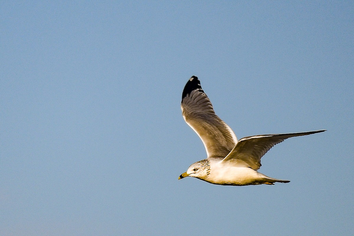 Ring-billed Gull - ML398928101