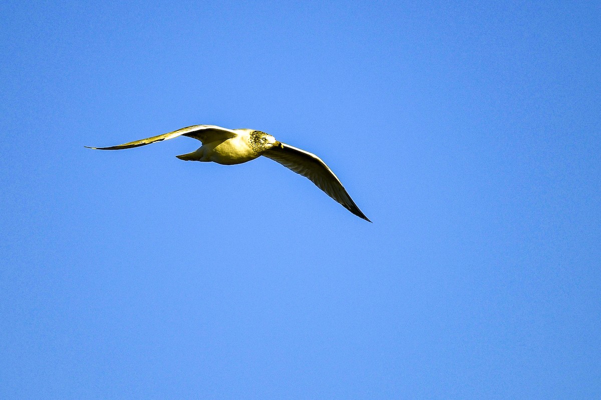 Ring-billed Gull - ML398928151