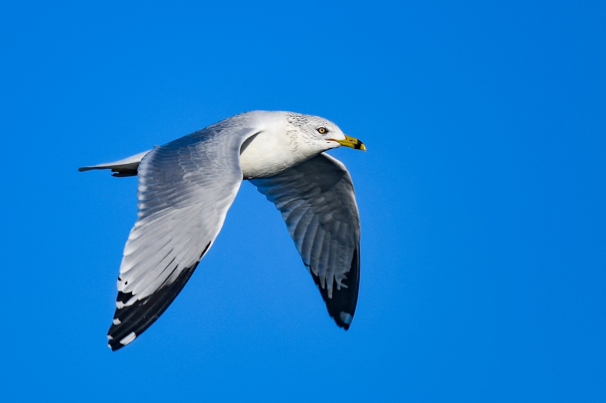 Ring-billed Gull - ML398928171