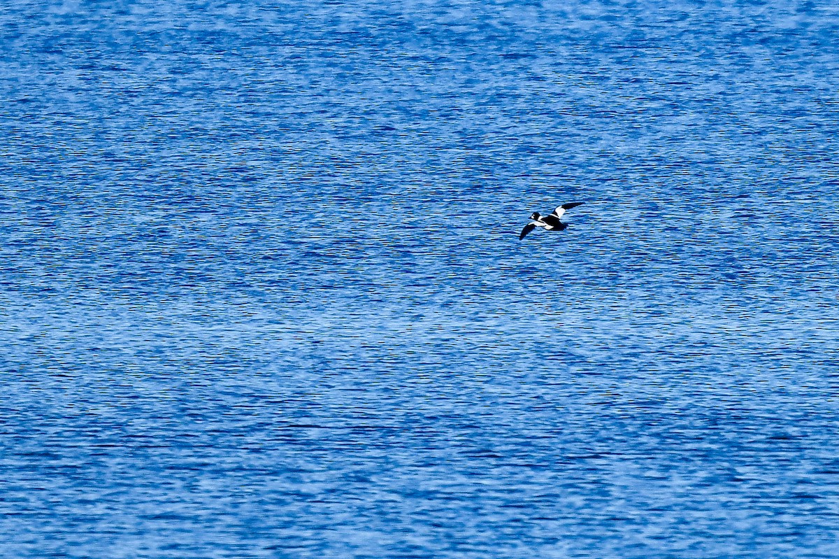 Common Goldeneye - ML398928271