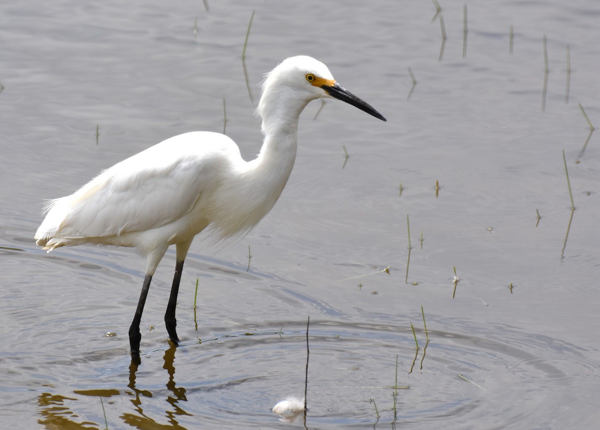 Snowy Egret - ML39892831