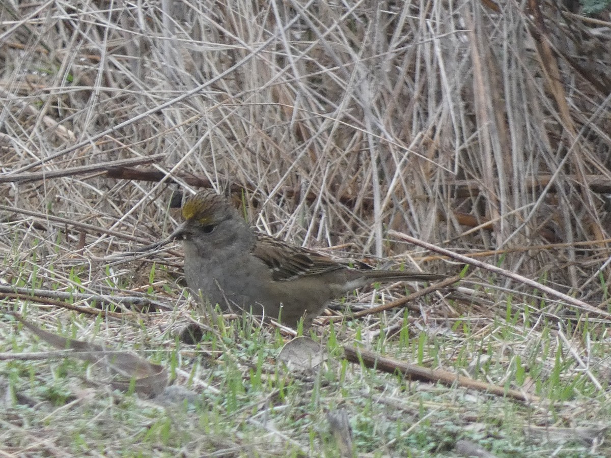 Golden-crowned Sparrow - ML398928451