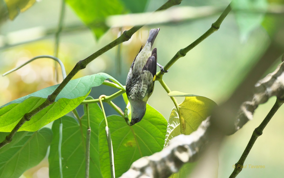 Yellow-winged Tanager - ML39892981